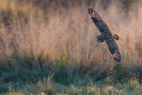 Short Eared Owl