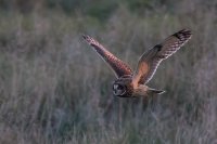 Short Eared Owl