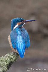 Kingfisher