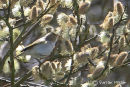 Western Bonelli's Warbler
