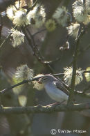 Western Bonelli's Warbler
