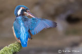 Kingfisher