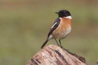 Stonechat