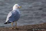 Ring-billed Gull