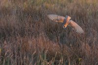 Barn Owl