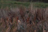 Barn Owl