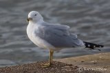 Ring-billed Gull