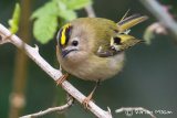 Goldcrest