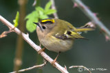 Goldcrest