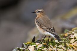 Wheatear