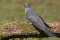 Cuckoo