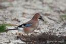 Jay