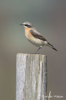 Wheatear