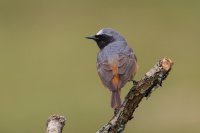 Redstart