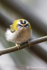 Firecrest