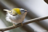 Firecrest