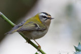 Firecrest