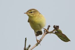 Willow Warbler