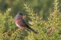 Dartford Warbler