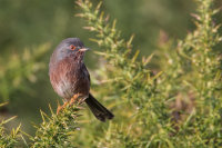 Dartford Warbler