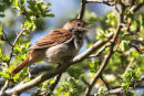 Nightingale