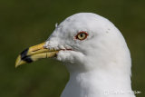 Ring-billed Gull