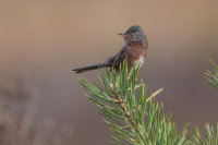 Dartford Warbler