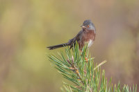 Dartford Warbler