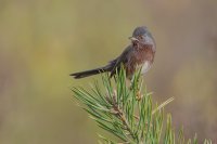 Dartford Warbler