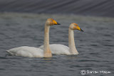 Whoopper Swans