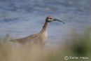 Whimbrel