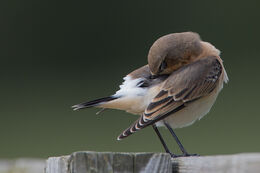 Wheatear