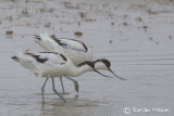 Avocet