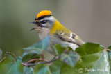 Firecrest