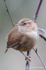 Wren