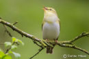 Wood Warbler