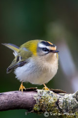 Firecrest