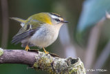 Firecrest