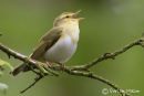 Wood Warbler