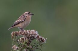Whinchat