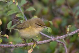 Chiffchaff