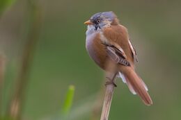 Bearded Tit