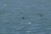 Pomarine Skua