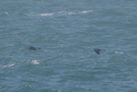 Pomarine Skua