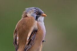 Bearded Tit