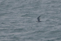 Long-tailed Skua