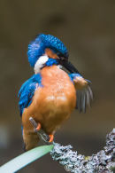 Kingfisher