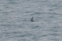 Long-tailed Skua