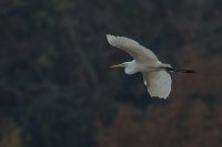 Great White Egret
