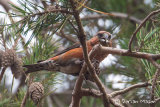 Crossbill